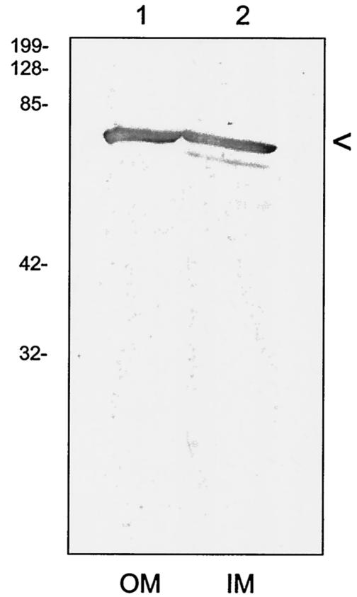 FIG. 11.