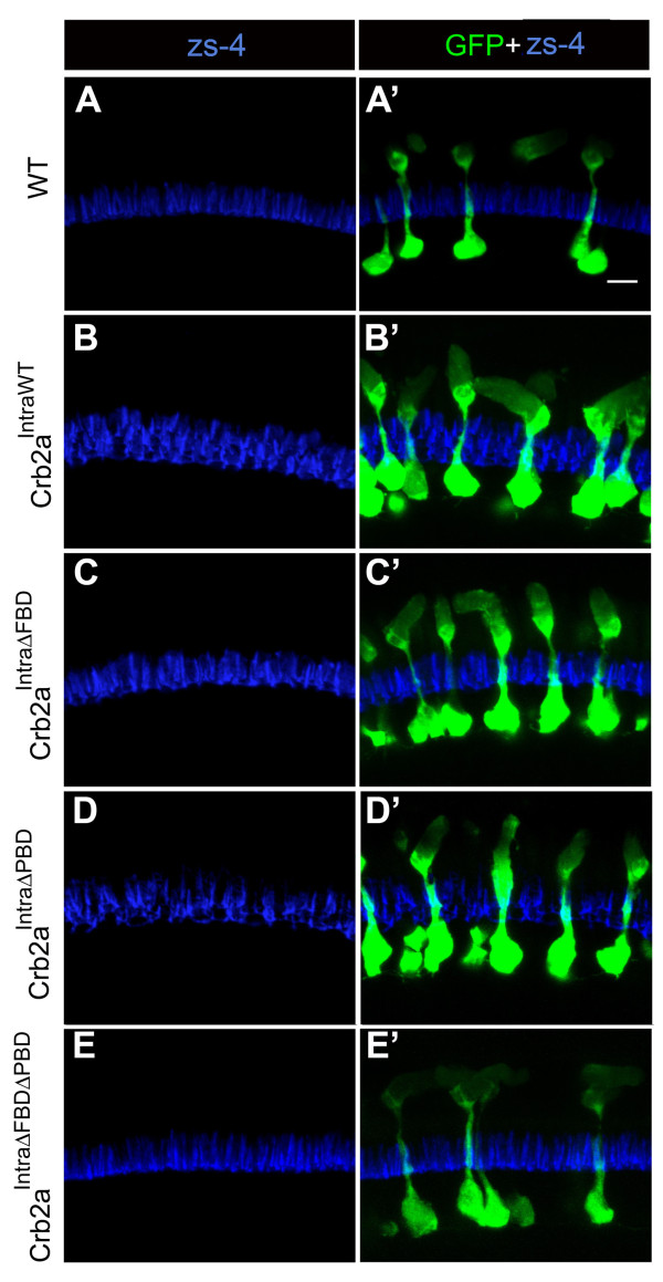 Figure 7