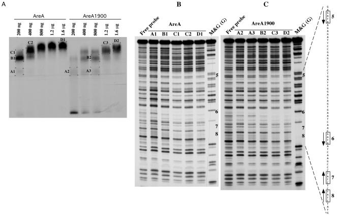 FIG. 5.