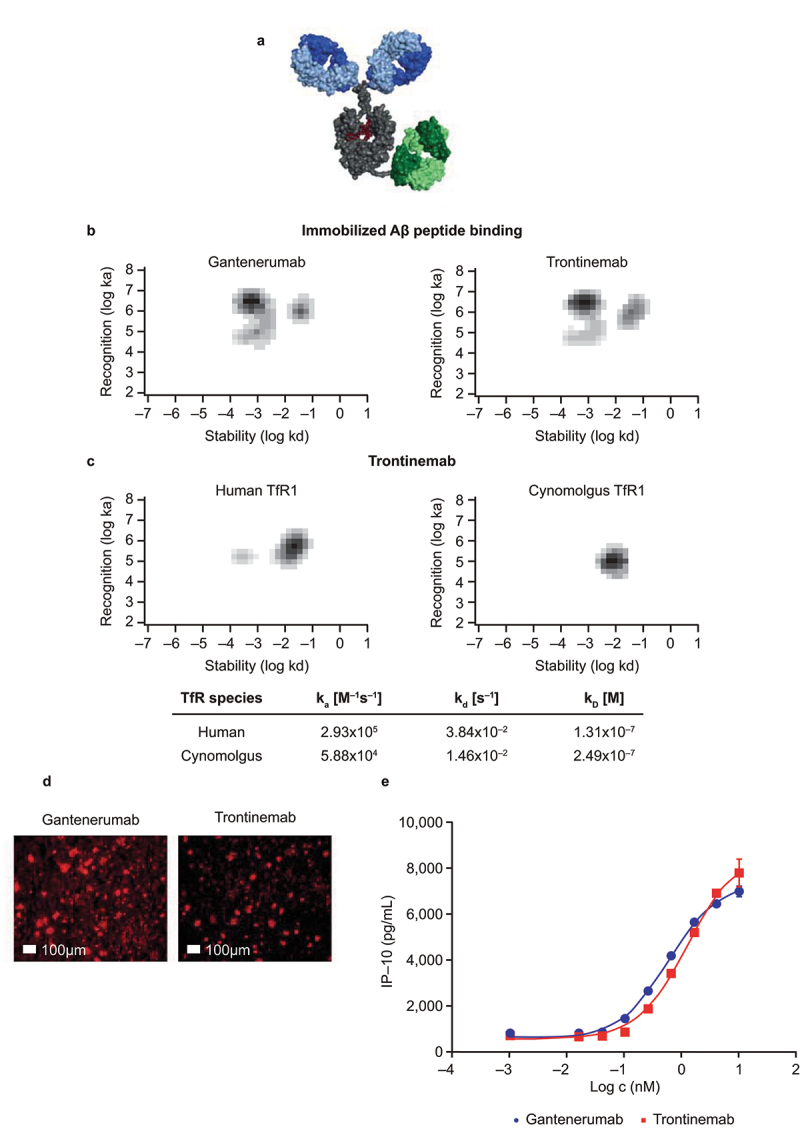 Five-panel figure showing the characterization of trontinemab plaque binding. (a) An image of anti-human TfR1-directed trontinemab molecule. (b) Rate constant maps showing the kinetics of gantenerumab and trontinemab binding to immobilized Aβ peptide. (c) Rate constant maps showing the kinetics of trontinemab binding to human TfR1 and cynomolgus TfR1. (d) An image of gantenerumab and trontinemab binding to human AD brain sections on a 100 μm scale. (e) A line graph comparing the induction of induced protein 10 (IP-10) release from activated U937 monocytes by gantenerumab and trontinemab. The trontinemab molecule has been designed as a 2+1 bispecific monoclonal antibody, binding bivalently to Aβ plaques and monovalently to human TfR1. This molecule bound to fibrillar Aβ with a similar affinity and to Aβ plaques on human AD brain sections with a pattern comparable to that of gantenerumab. Gantenerumab and trontinemab activated effector cells equally well, as demonstrated by induced cytokine secretion from pre-activated monocytes in the presence of Aβ.