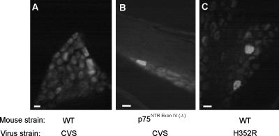 FIG. 8.