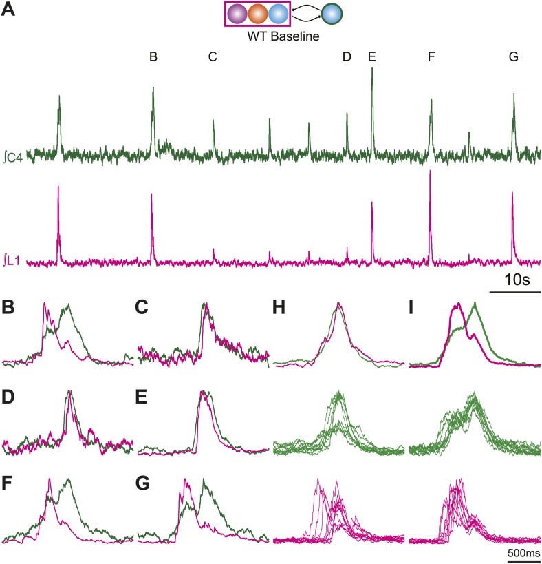 Figure 5—figure supplement 1.