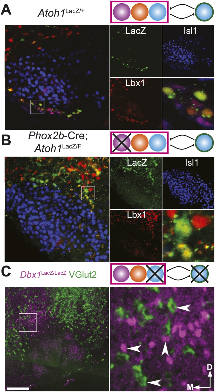 Figure 2—figure supplement 1.