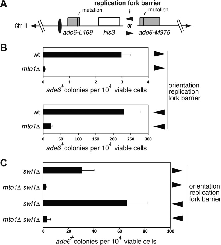 FIGURE 4: