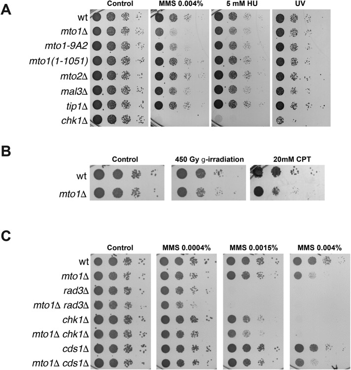 FIGURE 2: