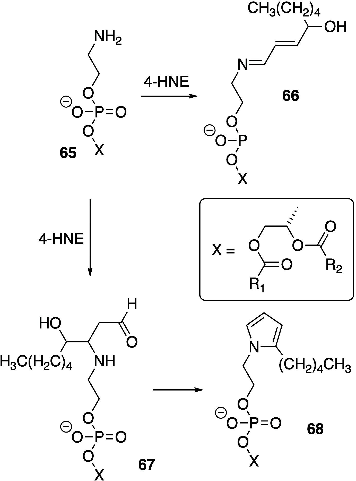 Scheme 8