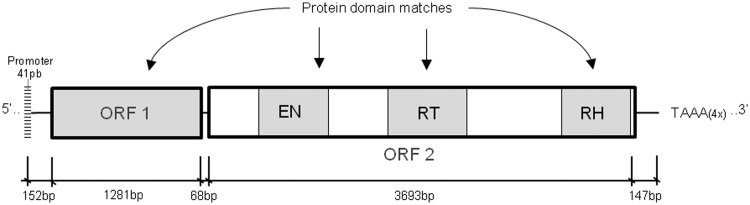 Fig. 1.—