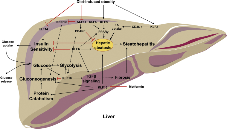 Figure 5