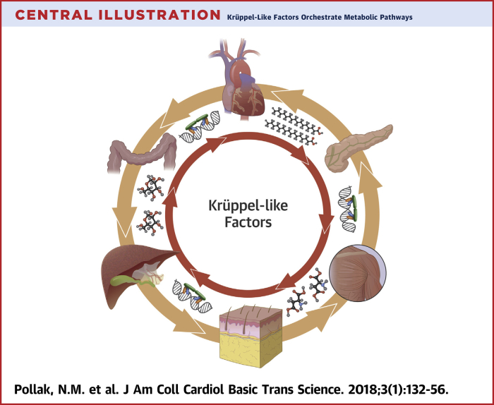 Central Illustration