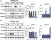 Figure 3. TYK2 inhibitory drugs decrease activation of STAT3 while increasing activation of ERK1/2 in MPNST cells. A, JW23.3 cells and (B) JH-2–002 cells were incubated with a TYK2 inhibitor (40 μmol/L WU-12) or vehicle control for the indicated times. Phosphorylated and total protein levels for STAT3 and ERK1/2 were analyzed by the WES Western system. Bands were analyzed by densitometry in the WES software, with phosphorylated protein normalized to the matching total protein and expressed as percent of control at the same time point. *, P < 0.05 vs. vehicle control at the same time point.