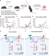Figure 6. The combination of drugs inhibiting TYK2 and MEK block MPNST tumor growth in mice. A, Schematic diagram of treatment paradigm. Mice with JW23.3 MPNST xenograft tumors (n = 6 per group, B), WU-386 MPNST PDX tumors (n = 3 per group, C), or JH-2–002 MPNST xenograft tumors (n = 5 per group) were treated daily with 1.5 mg/kg mirdametinib (Mirda), 30 mg/kg deucravacitinib (Deucra, BMS-986165), the combination of drugs, or vehicle control for 3 weeks or until tumors reached the maximum allowed volume. *, P < 0.05 vs. vehicle control. a, P < 0.05 for drug combination vs. drugs alone. E and F, Diagram of TYK2/STAT3 and MEK/ERK pathways after treatment with Deucra and/or Mirda in MPNST cells. Illustrations were created with BioRender.com.