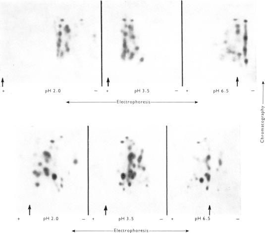 PLATE 1