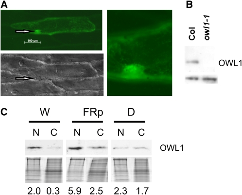 Figure 5.