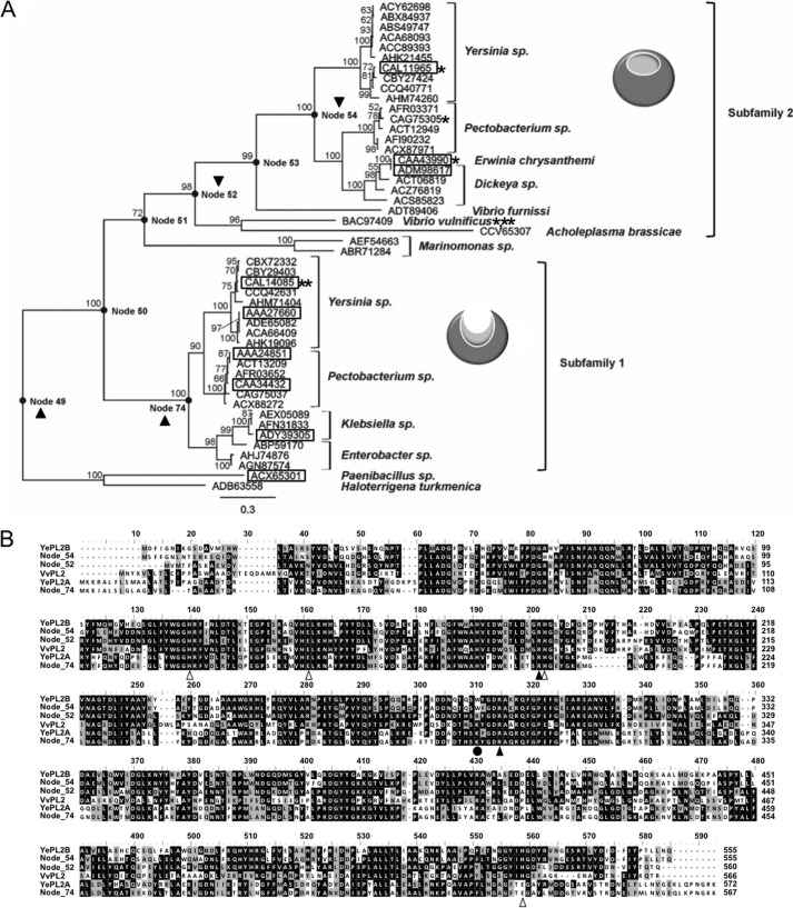 FIGURE 4.