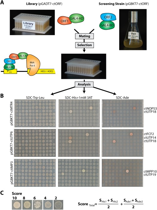 Figure 2