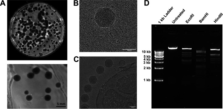 FIG 1