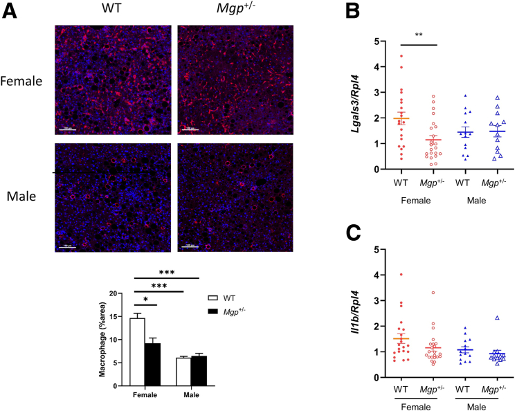 Figure 12