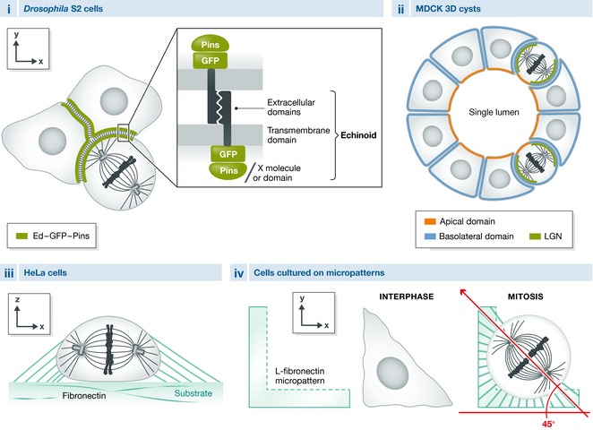 Box 2: Models for studying spindle orientation