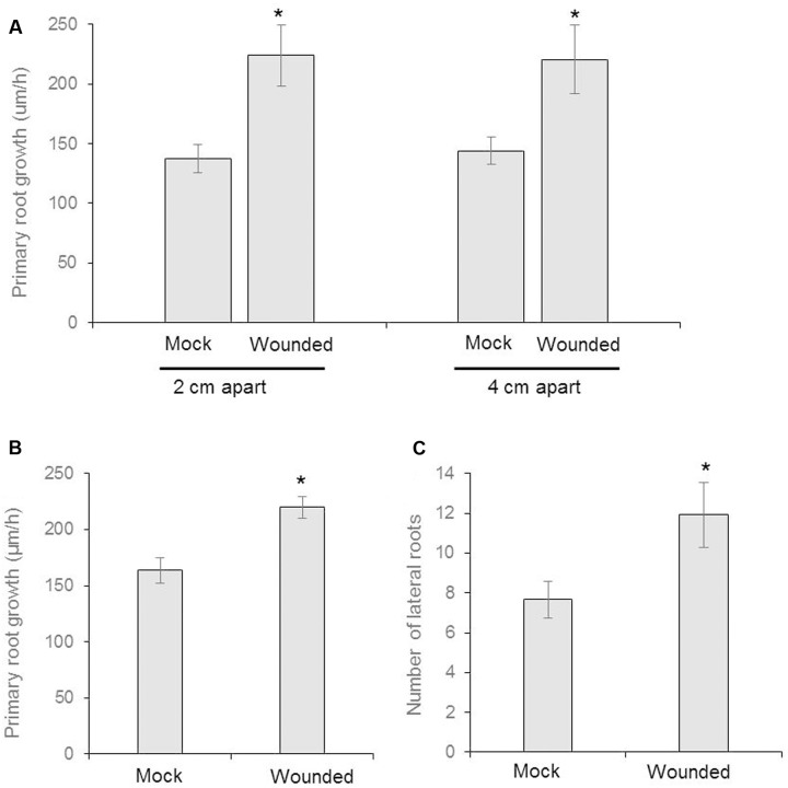 FIGURE 2