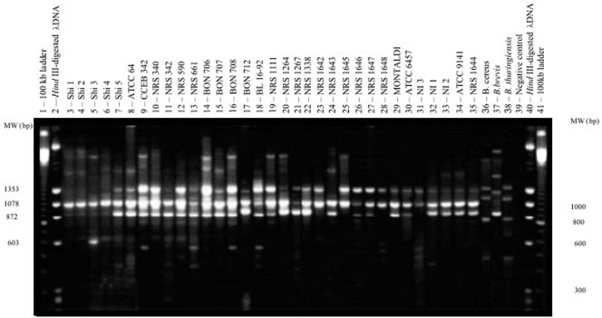 FIG. 1.