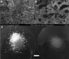 FIG. 2.