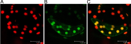 Fig. 2.