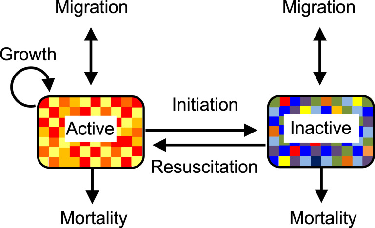 A generalized model of dormancy