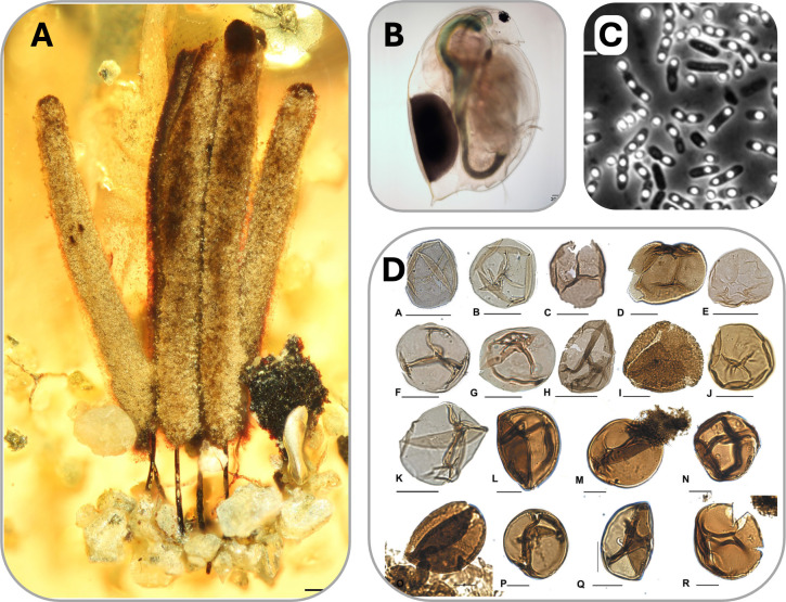 Examples of ancient dormancy