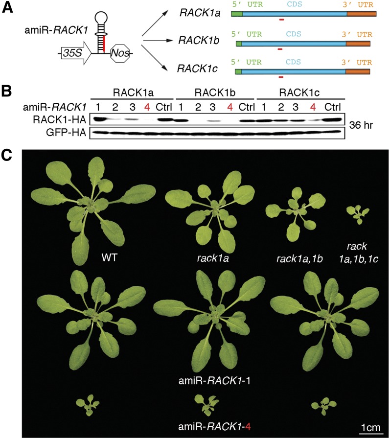 Figure 3.