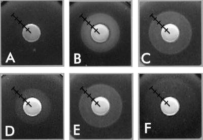 FIG. 5