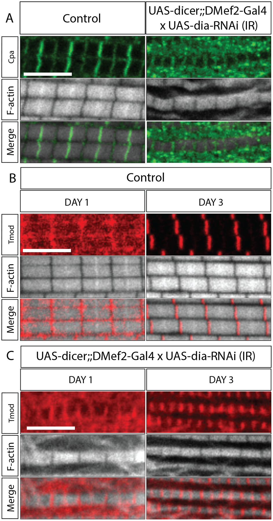 Figure 3: