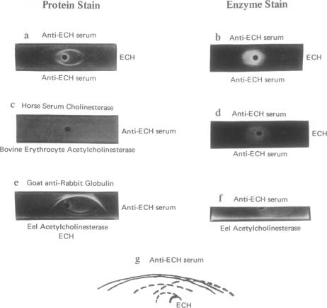 graphic file with name pnas00106-0176-a.jpg