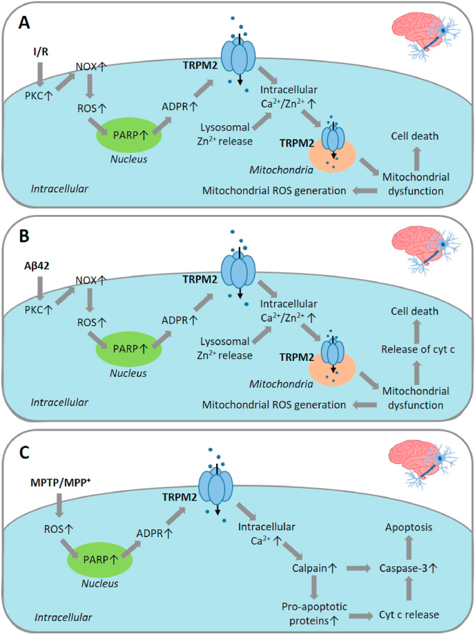 Fig. 2