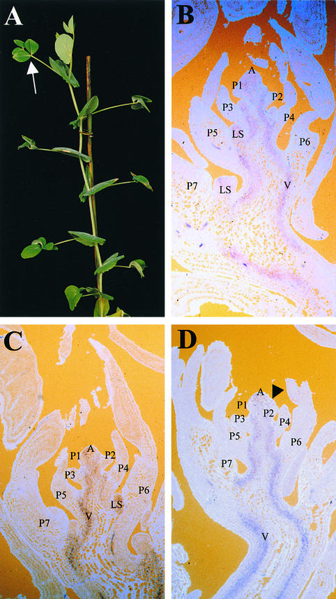 Figure 7.