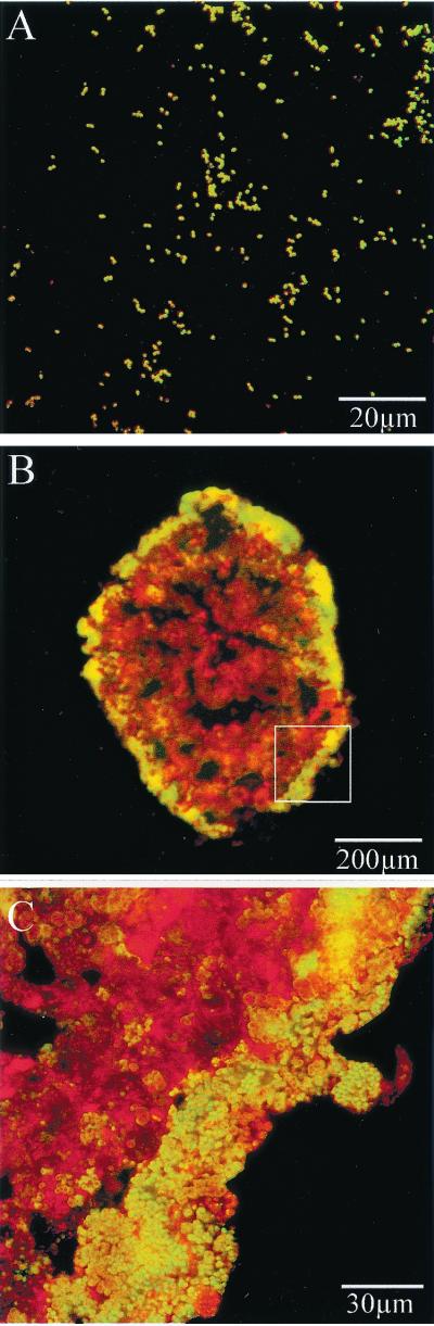 FIG. 3