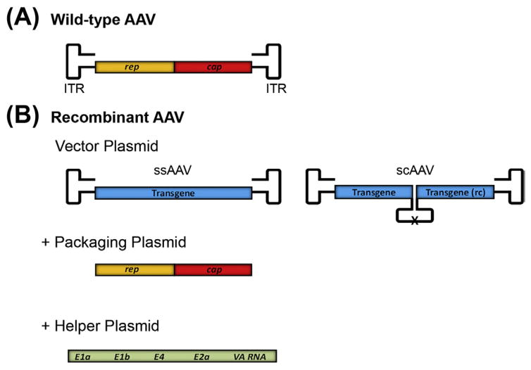 Figure 3.1