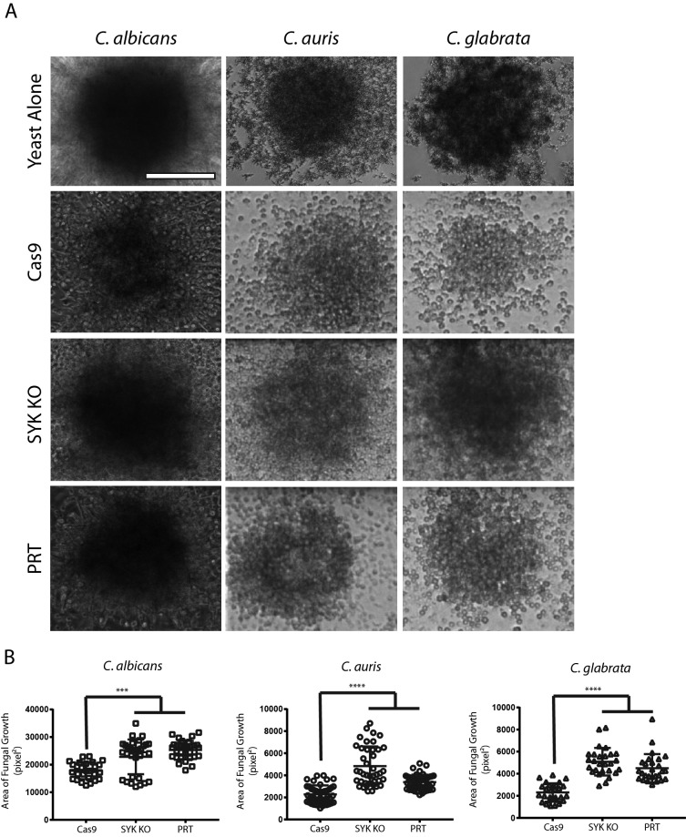 FIG 6