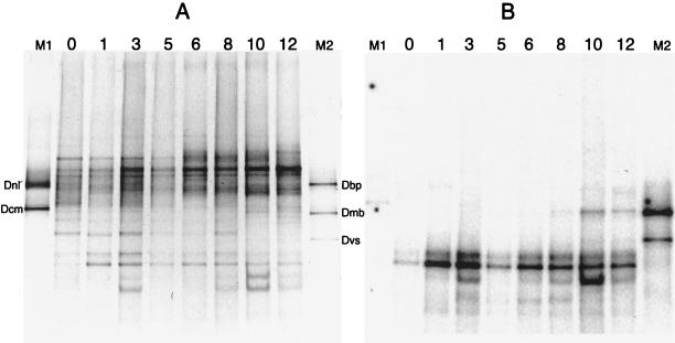 FIG. 6