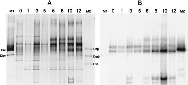 FIG. 5