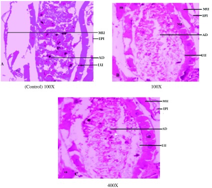 Figure 3. 