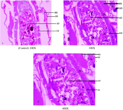 Figure 2. 