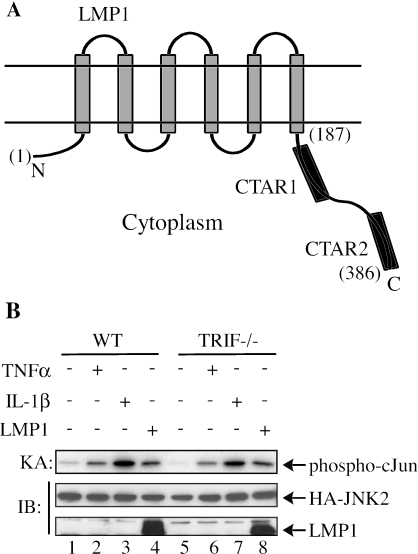 FIG. 1.