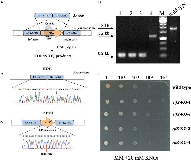 FIGURE 4