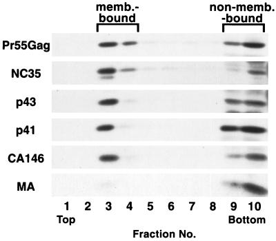 FIG. 7