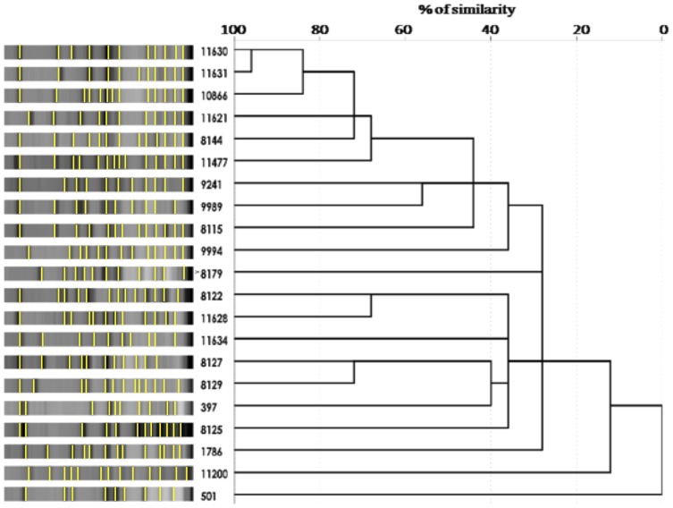 Microbiological and Molecular Characterization of Staphylococcus ...