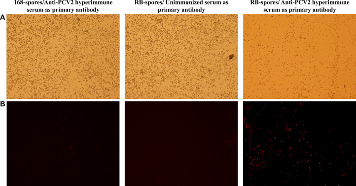 Figure 3