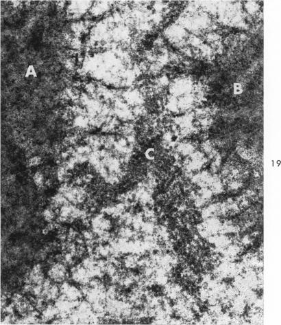 Fig. 19