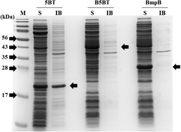 Fig. 3