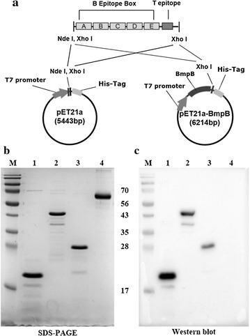 Fig. 2