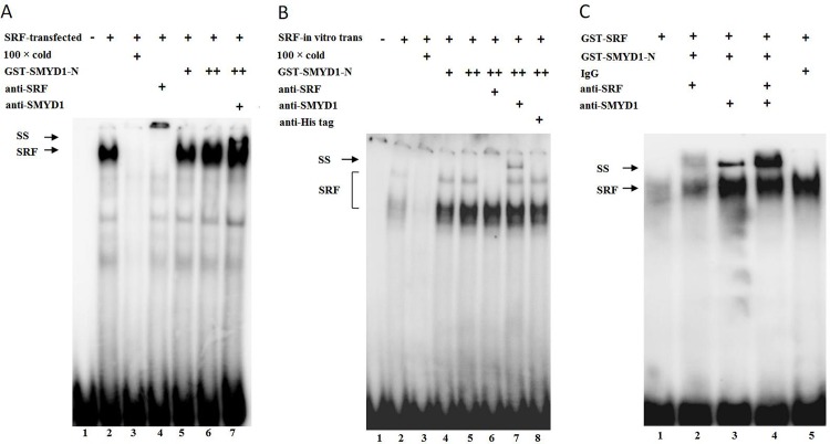 Fig 6